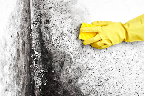 Best Asbestos and Lead Testing During Mold Inspection  in Gorevle, IL