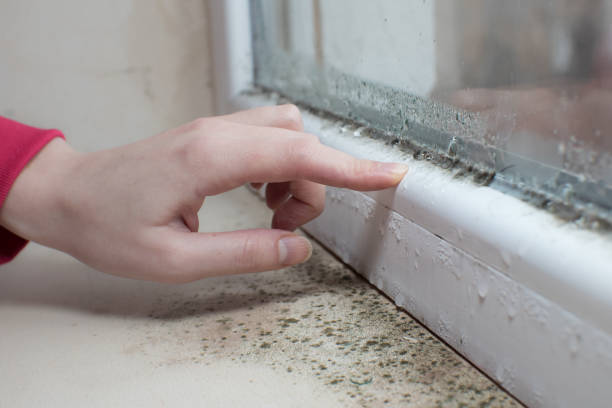 Trusted Goreville, IL Mold Removal Experts
