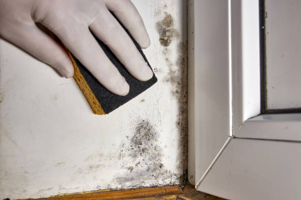 Best Mold Remediation for Healthcare Facilities  in Gorevle, IL